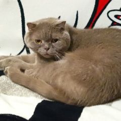 Подробнее об объявлении «Пропал кот Керчь» Фото: пропала кошка  «Пропал кот Керчь» в г. Керчь