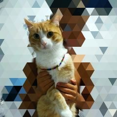 Подробнее об объявлении «Пропал кот Брест Брестская обл.» Фото: пропала кошка  «Пропал кот Брест Брестская обл.» в г. Брест Брестская обл.