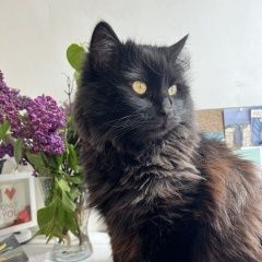 Подробнее об объявлении «Пропал кот вознаграждение 10 000 Краснодар» Фото: пропала кошка  «Пропал кот вознаграждение 10 000 Краснодар» в г. Краснодар