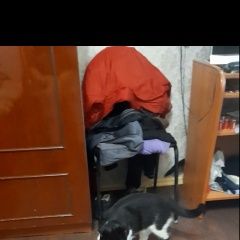 Подробнее об объявлении «Пропал кот. 20 ноября ушел из дома. Сызрань» Фото: пропала кошка  «Пропал кот. 20 ноября ушел из дома. Сызрань» в г. Сызрань