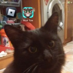 Подробнее об объявлении «Пропал кот чёрного цвета Кострома» Фото: пропала кошка  «Пропал кот чёрного цвета Кострома» в г. Кострома