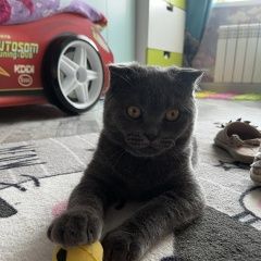 Подробнее об объявлении «Пропал кот Ставрополь» Фото: пропала кошка Британская короткошерстная кошка «Пропал кот Ставрополь» в г. Ставрополь