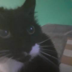 Подробнее об объявлении «Пропал кот Химки» Фото: пропала кошка  «Пропал кот Химки» в г. Химки