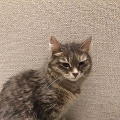 Подробнее об объявлении «Пропала кошка потерялась кошка на южном автовокзале Уфа» Фото: пропала кошка  «Пропала кошка потерялась кошка на южном...» в г. Уфа