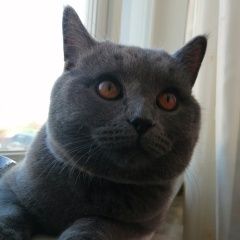 Подробнее об объявлении «Пропал кот шотландец Кольчугино» Фото: пропала кошка Шотландский терьер «Пропал кот шотландец Кольчугино» в г. Кольчугино