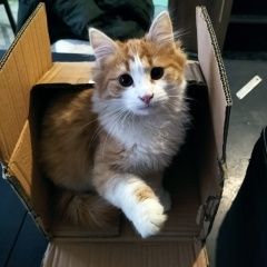 Подробнее об объявлении «Пропал кот Александров» Фото: пропала кошка  «Пропал кот Александров» в г. Александров