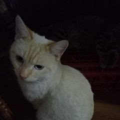 Подробнее об объявлении «Пропал кот белый Геленджик» Фото: пропала кошка  «Пропал кот белый Геленджик» в г. Геленджик