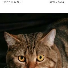 Подробнее об объявлении «Кетово Пропала кошка» Фото: пропала кошка  «Кетово Пропала кошка» в г. Кетово
