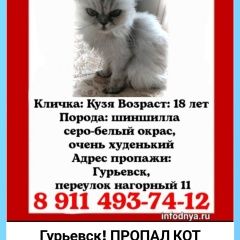 Подробнее об объявлении «Пропал кот кузя Гурьевск (Калининградская обл.)» Фото: пропала кошка  «Пропал кот кузя Гурьевск (Калининградская обл.)» в г. Гурьевск (Калининградская обл.)