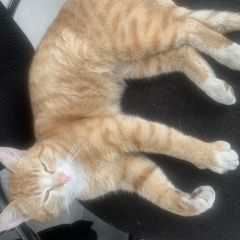 Подробнее об объявлении «Пропал кот рыжик, 2года Истра» Фото: пропала кошка  «Пропал кот рыжик, 2года Истра» в г. Истра