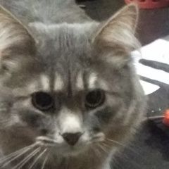 Подробнее об объявлении «Пропал кот серый кот. Владимир» Фото: пропала кошка  «Пропал кот серый кот. Владимир» в г. Владимир