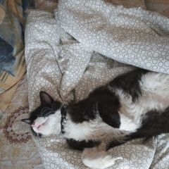 Подробнее об объявлении «Пропал кот Азов» Фото: пропала кошка  «Пропал кот Азов» в г. Азов