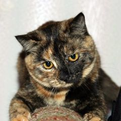 Подробнее об объявлении «Пропала кошка Краснодар» Фото: пропала кошка Британская короткошерстная кошка «Пропала кошка Краснодар» в г. Краснодар