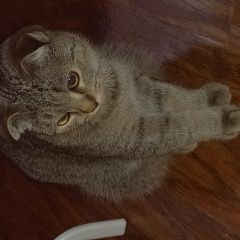 Подробнее об объявлении «Пропала кошка Железнодорожный (Московск.)» Фото: пропала кошка Британская короткошерстная кошка «Пропала кошка Железнодорожный (Московск.)» в г. Железнодорожный (Московск.)