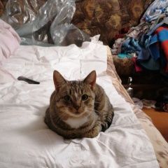 Подробнее об объявлении «Пропал кот Витебск» Фото: пропала кошка  «Пропал кот Витебск» в г. Витебск