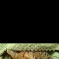 Подробнее об объявлении «Пропал кот Ханты-Мансийск» Фото: пропала кошка  «Пропал кот Ханты-Мансийск» в г. Ханты-Мансийск