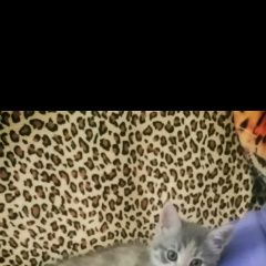 Подробнее об объявлении «Пропала кошка котёнок 4, 5 месяца. Симферополь» Фото: пропала кошка  «Пропала кошка котёнок 4, 5 месяца. Симферополь» в г. Симферополь