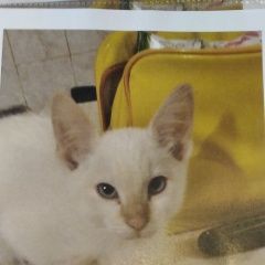 Подробнее об объявлении «Пропал кот Воронеж» Фото: пропала кошка  «Пропал кот Воронеж» в г. Воронеж