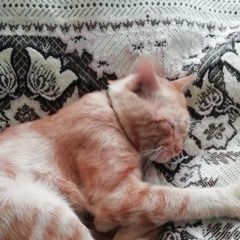 Подробнее об объявлении «Пропал кот кеша Волгодонск» Фото: пропала кошка  «Пропал кот кеша Волгодонск» в г. Волгодонск