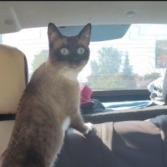 Подробнее об объявлении «Пропал кот, химмаш, Саранск» Фото: пропала кошка Тайская кошка «Пропал кот, химмаш, Саранск» в г. Саранск