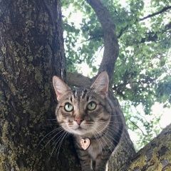 Подробнее об объявлении «Пропал кот тимофей Красный Яр (Астраханская обл.)» Фото: пропала кошка  «Пропал кот тимофей Красный Яр (Астраханская обл.)» в г. Красный Яр (Астраханская обл.)