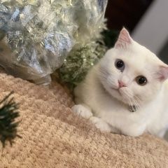 Подробнее об объявлении «Пропала кошка Москва» Фото: пропала кошка  «Пропала кошка Москва» в г. Москва