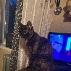 Подробнее об объявлении «Пропала кошка, текстильщики. Москва» Фото: пропала кошка  «Пропала кошка, текстильщики. Москва» в г. Москва