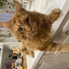 Подробнее об объявлении «Пропал кот Кострома» Фото: пропала кошка Мейн-кун «Пропал кот Кострома» в г. Кострома