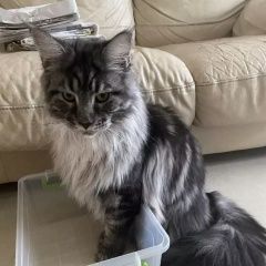 Подробнее об объявлении «Пропал кот породы мейн-кун, зовут элвис. Симферополь» Фото: пропала кошка Мейн-кун «Пропал кот породы мейн-кун, зовут элвис....» в г. Симферополь