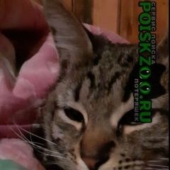 Подробнее об объявлении «Чехов Пропал кот 8 мая енок 10 мес.снт азлк-2» Фото: пропала кошка  «Чехов Пропал кот 8 мая енок 10 мес.снт азлк-2» в г. Чехов