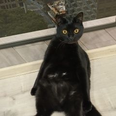 Подробнее об объявлении «Пропал кот Орел» Фото: пропала кошка  «Пропал кот Орел» в г. Орел