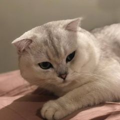 Подробнее об объявлении «Пропал кот, ул гагарина Кострома» Фото: пропала кошка  «Пропал кот, ул гагарина Кострома» в г. Кострома