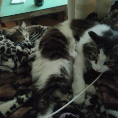 Подробнее об объявлении «Пропала кошка Емельяново» Фото: пропала кошка  «Пропала кошка Емельяново» в г. Емельяново