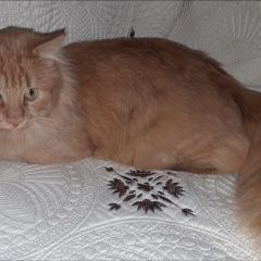 Подробнее об объявлении «Пропал кот Подольск» Фото: пропала кошка  «Пропал кот Подольск» в г. Подольск