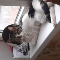 Подробнее об объявлении «Пропала кошка Москва» Фото: пропала кошка  «Пропала кошка Москва» в г. Москва