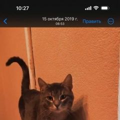 Подробнее об объявлении «Пропал кот по адресу:ул.пруд-ключики д.5 Москва» Фото: пропала кошка  «Пропал кот по адресу:ул.пруд-ключики д.5 Москва» в г. Москва