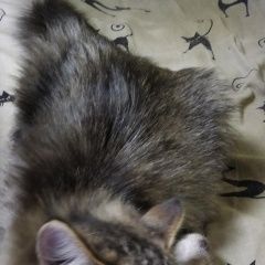 Подробнее об объявлении «Пропал кот серый пушистый Красково» Фото: пропала кошка  «Пропал кот серый пушистый Красково» в г. Красково