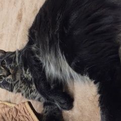 Подробнее об объявлении «Пропал кот мейн кун, Энгельс» Фото: пропала кошка Мейн-кун «Пропал кот мейн кун, Энгельс» в г. Энгельс