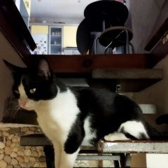 Подробнее об объявлении «Пропал кот Севастополь» Фото: пропала кошка  «Пропал кот Севастополь» в г. Севастополь