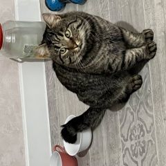 Подробнее об объявлении «Пропал кот, в районе село высокое. Адлер» Фото: пропала кошка  «Пропал кот, в районе село высокое. Адлер» в г. Адлер