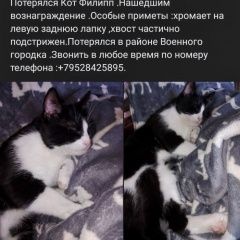 Подробнее об объявлении «Пропал кот любимый кот дочери. Ейск» Фото: пропала кошка  «Пропал кот любимый кот дочери. Ейск» в г. Ейск