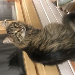 Подробнее об объявлении «Одинцово Пропала кошка кот» Фото: пропала кошка  «Одинцово Пропала кошка кот» в г. Одинцово