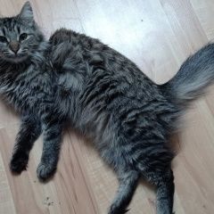 Подробнее об объявлении «Пропала кошка Краснодар» Фото: пропала кошка  «Пропала кошка Краснодар» в г. Краснодар