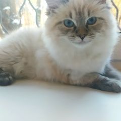 Подробнее об объявлении «Пропала кошка Протвино (Московская обл.)» Фото: пропала кошка  «Пропала кошка Протвино (Московская обл.)» в г. Протвино (Московская обл.)