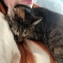 Подробнее об объявлении «Пропала кошка Кострома» Фото: пропала кошка  «Пропала кошка Кострома» в г. Кострома