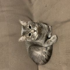 Подробнее об объявлении «Пропал кот Королев» Фото: пропала кошка  «Пропал кот Королев» в г. Королев