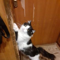 Подробнее об объявлении «Пропал кот Клин» Фото: пропала кошка  «Пропал кот Клин» в г. Клин