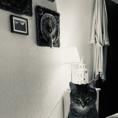 Подробнее об объявлении «Пропала кошка мила возле станции Химки» Фото: пропала кошка  «Пропала кошка мила возле станции Химки» в г. Химки