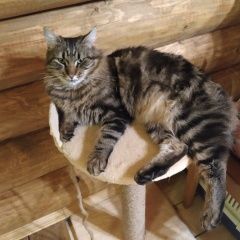 Подробнее об объявлении «Пропал кот Электросталь» Фото: пропала кошка  «Пропал кот Электросталь» в г. Электросталь