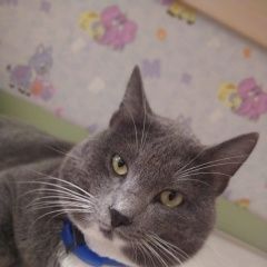 Подробнее об объявлении «Пропал кот серый котик, р-н столетия Владивосток» Фото: пропала кошка  «Пропал кот серый котик, р-н столетия Владивосток» в г. Владивосток